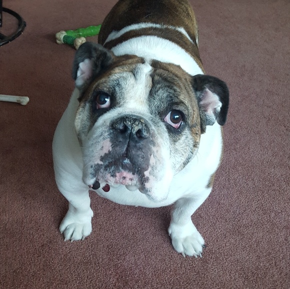 Meet your Posher, Cassie - Picture 1 of 1